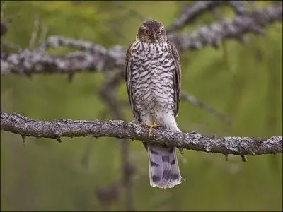 Quel est ce rapace ?