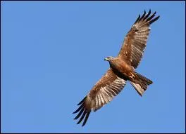 Quel est ce rapace ?