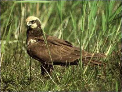 Quel est ce rapace ?