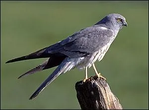 Quel est ce rapace ?