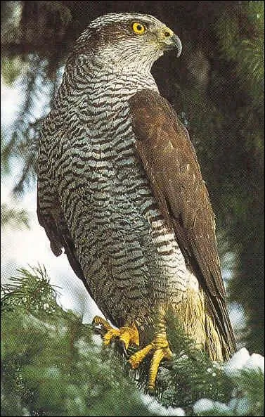 Quel est ce rapace ?