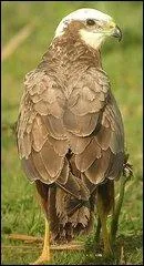 Quel est ce rapace ?