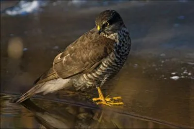 Quel est ce rapace ?