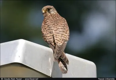 Quel est ce rapace ?
