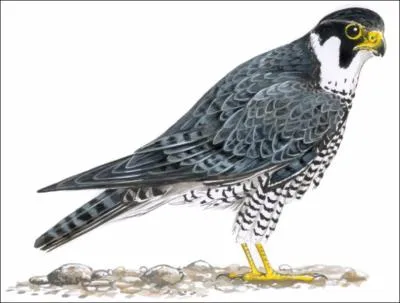 Quel est ce rapace ?