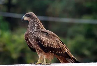 Quel est ce rapace ?