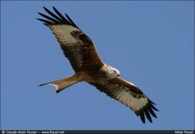 Quel est ce rapace ?