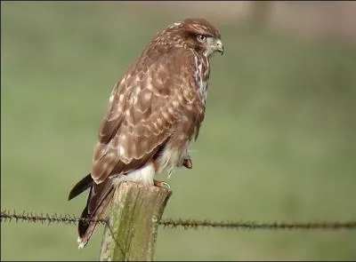 Quel est ce rapace ?