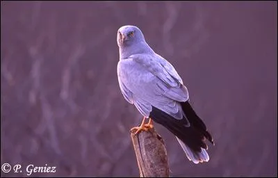 Quel est ce rapace ?