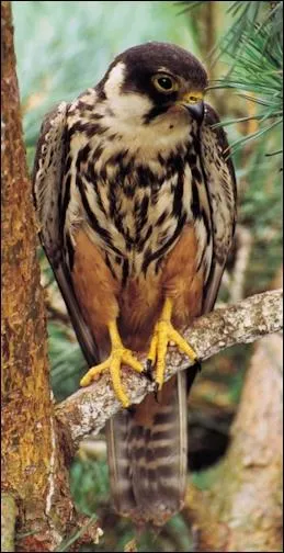 Quel est ce rapace ?