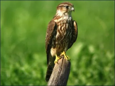 Quel est ce rapace ?