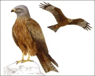 Quel est ce rapace ?