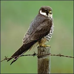 Quel est ce rapace ?