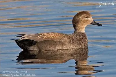 Quel est cet oiseau ?