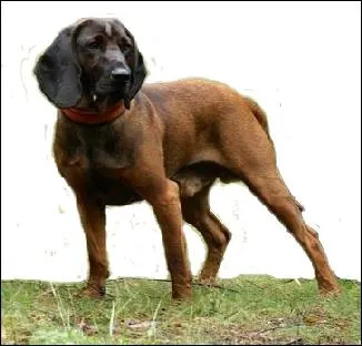 Ce chien est un chien :