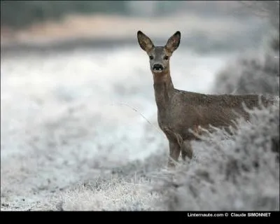 Quel est cet animal ?