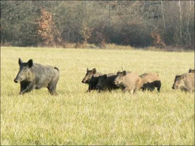Comment s'appelle ce genre de regroupement ?