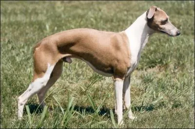 L'emploi de ce chien est ...