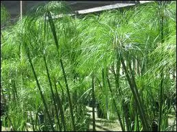 Vous m'avez baptis d'un nom de plante et je suis un  parchemin  de l'gypte ancienne. Je suis ...