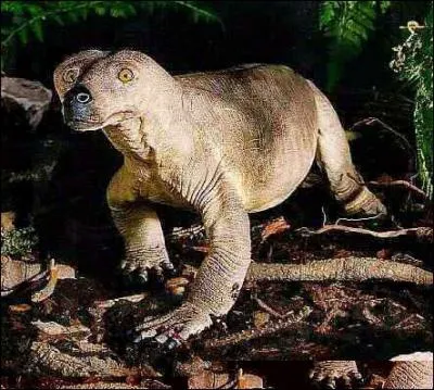 Le Procynosuchus est un cynodonte africain de 80 cm, que signifie son nom grec ?