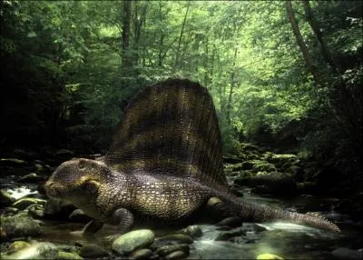 Le plus grand carnivore de cette priode tait le Dimtrodon grandis (qui signifie :  Deux tailles de dents ) avec 3, 50 m de long, qui sont ses descendants actuels ?