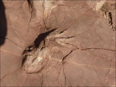 Souvent confondu par erreur avec les dinosaures, il faut rappeler que le Dimtrodon est bien un reptile mammalien.  quel animal actuel sa dmarche fait-elle penser ?