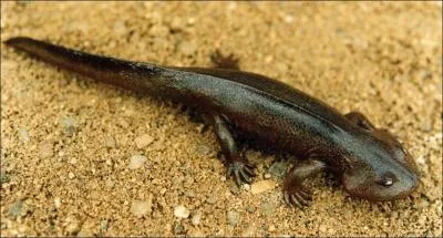 Quelle taille avait le Discosauriscus austriacus ?