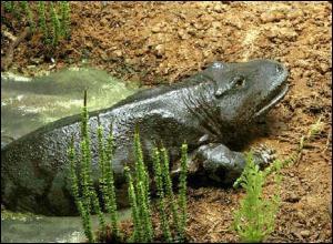 L'Eryops est un amphibien primitif de 1, 80 m que l'on a rcemment class dans le groupe des temnospondyles. Seul reprsentant du genre Eryops, quel est son nom scientifique ?