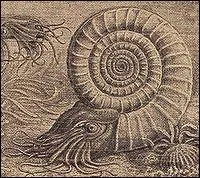 Qu'est-ce qu'un Xenodiscus ?