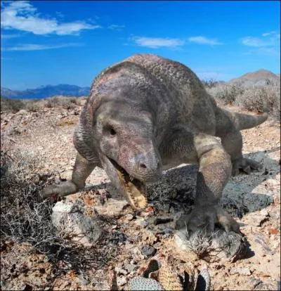 Combien mesurait le Varanops brevirostris (peut-tre la deuxime espce de varan qui soit apparue) ?