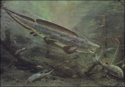 Quel est le nom de ce petit requin primitif ?