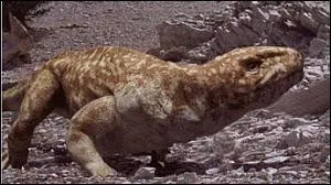 O a-t-on trouv les premiers fossiles du Seymouria baylorensis ?