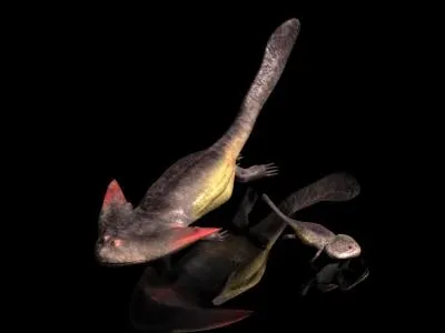 Le diplocaulus tait un amphibien de plus d'un mtre de long et avait une tte en forme de boomerang,  quoi lui servait-elle ?