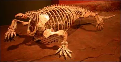 Le Cotylorhynchus romeri tait l'un des herbivores les plus larges du Permien. Combien de mtres faisait-il de long ?