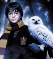 Hedwige, la chouette blanche, a été offerte à Harry Potter par Hagrid. Quelle est son espèce ? ... (celle de la chouette pas celle de Hagrid évidemment ! )