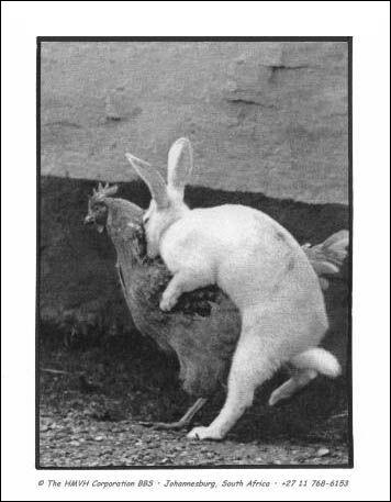 On sait  prsent qu'un lapin peut se reproduire avec une poule !