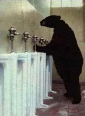 Il y a des ours en Amrique du Sud !