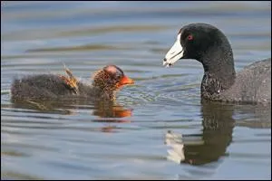 Vous pouvez la voir sur de nombreux plans d'eau !