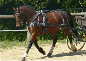 C'est la dernire race chevaline suisse. Il est utilis comme cheval de selle mais l'attelage reste sa discipline principale. C'est ...