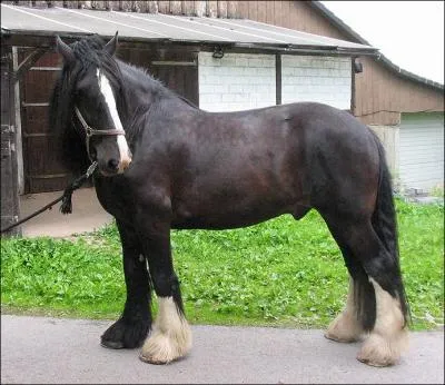 Il est l'un des plus grands chevaux du monde ! Il est surnomm  le gentil gant  grce  sa docilit et  sa taille ( de 1. 80  plus de 2m). Il est utilis pour l'attelage. C'est ...