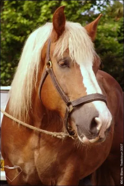 Ce cheval de trait originaire de la Bretagne, est reconnaissable  sa robe alezane. Il est utilis pour l'attelage ou plus rarement pour tirer les filets de pche. Il peut marcher l'amble. C'est :