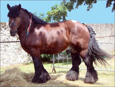 Ce cheval porte le nom de sa rgion, il peut peser de 700  plus de 1000 kg. C'est au XXIe sicle qu'il est , de nouveau, utilis pour l'entretien des espaces verts et le dbardage en fort. C'est ...