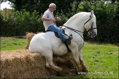 Cette race est srement issue du cheval arabe. Il est principalement lev sur la cte de la Manche. Sa robe est souvent grise plus rarement noire ou alezane. Ce cheval est :