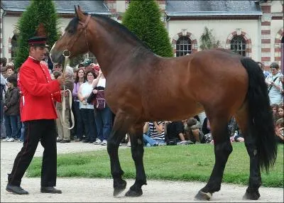 Cette race est utilise pour tirer les carrosses en Basse-Normandie. Ces robes peuvent tre baies, noires pangares et alezanes. Il mesure de 1. 58  1. 71 m. Ce cheval s'appelle ...