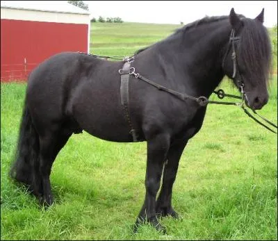 Ce cheval est souvent confondu avec le fell bien qu'il soit plus grand que lui. Il a beaucoup t utilis dans les mines de charbon. Originaire de Grande-Bretagne c'est ...