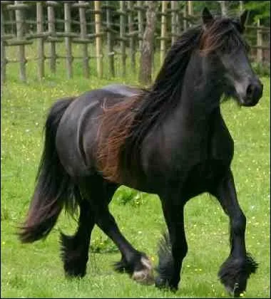 Cette race est originaire de la Grande-Bretagne o il est utilis principalement pour l'attelage. Ses robes peuvent tre noires, baies-brunes ou quelques fois grises. Ce poney est ...