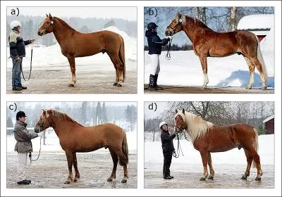 Ce cheval est utilis comme cheval de selle et de trait. Il existe 4 types de morphologie suivant l'activit du cheval. Sa robe est gnralement alezane, baie et plus rarement noire. C'est ...