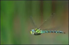 Quel est le record de vitesse de la libellule ?