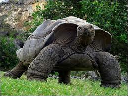 Quel est le record de vitesse de la tortue gante ?