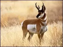 Quel est le record de vitesse de l'antilocapre ?